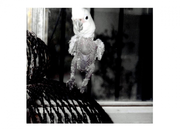 Creation of Featherless Encounter!: Step 6